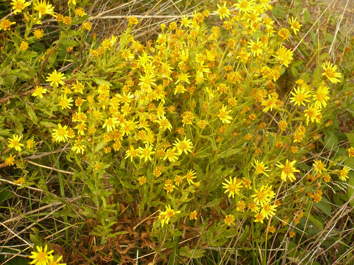 Dittrichia viscosa subsp. viscosa (Asteraceae)